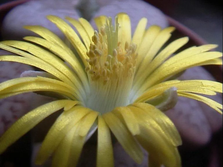 Lithops en fleur