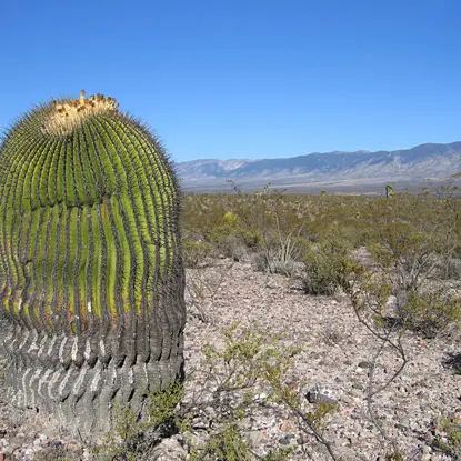 Voyage au pays des cactus