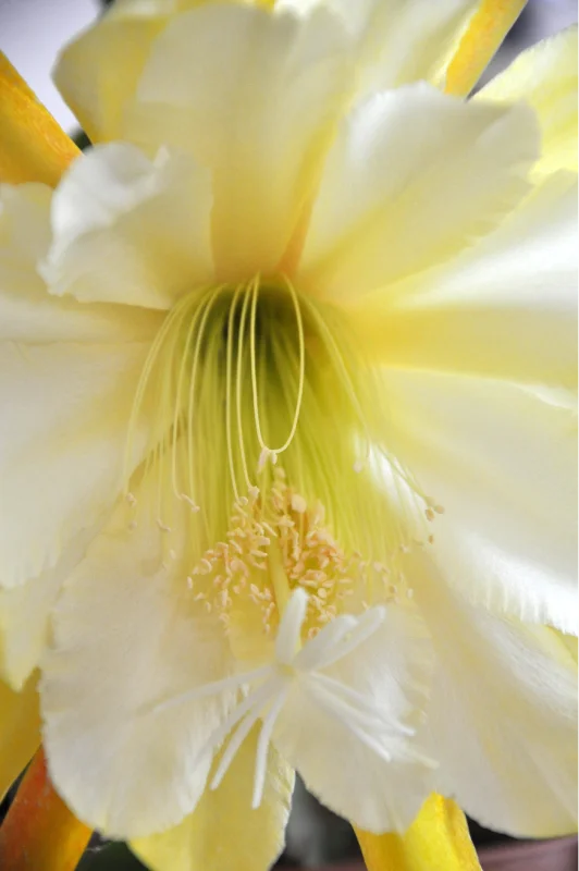 Epiphyllum en fleur