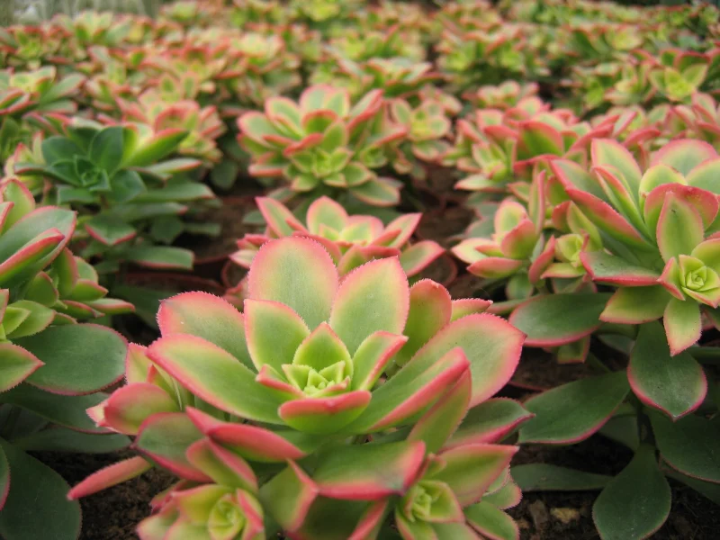 Aeonium