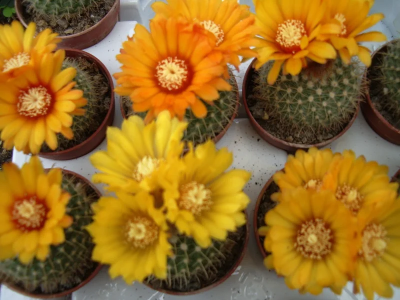 Notocactus Microsperma