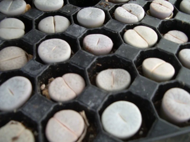 Production de Lithops