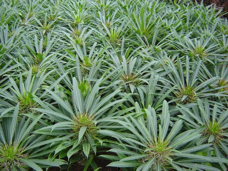 Pachypodium Lamerei
