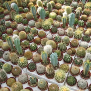 Production de cactus