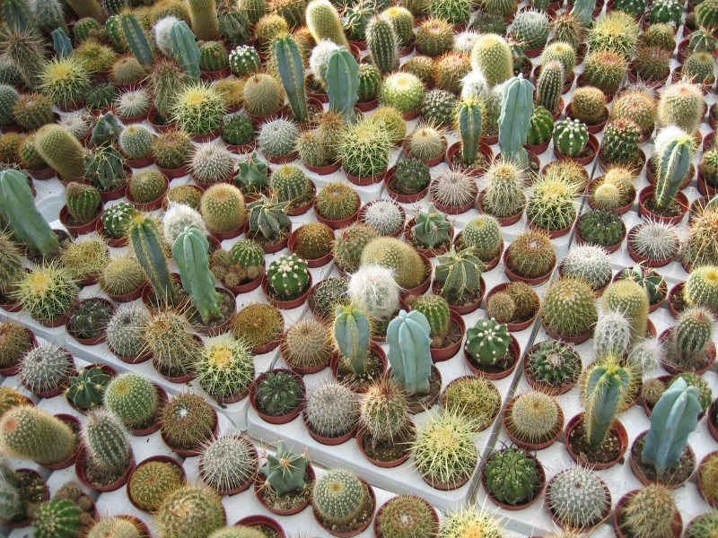 Production de cactus