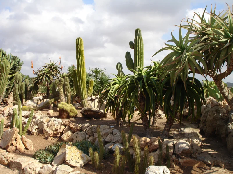 Création de jardin de cactus
