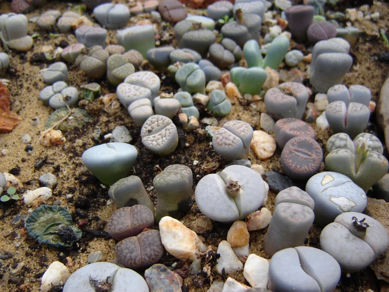 Parterre de Lithops