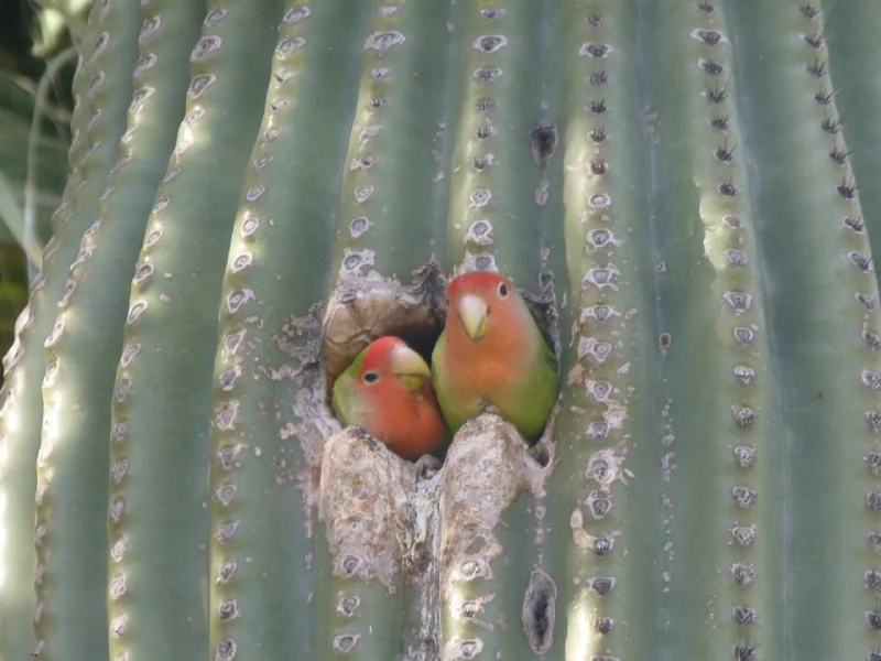 Oiseaux nichant dans un cactus