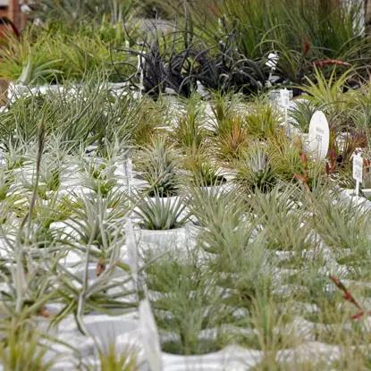 Production de Tillandsias