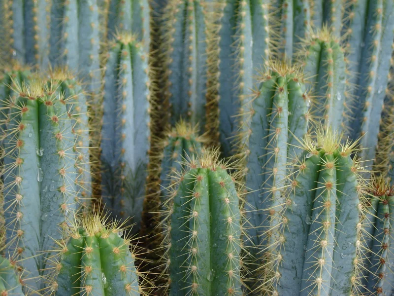Pilocereus Azureus