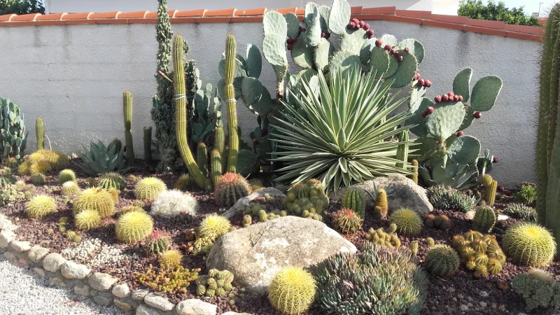 Jardin de cactus Espaces verts
