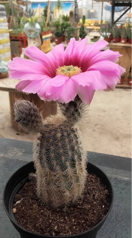 Echinocereus en fleur