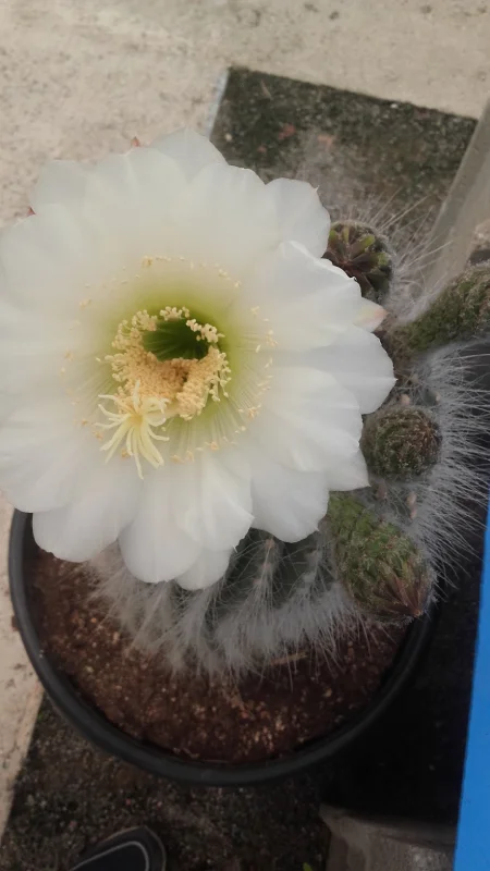 Leuchostele Rivieri