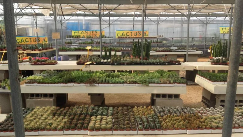 Production de cactus près de Perpignan