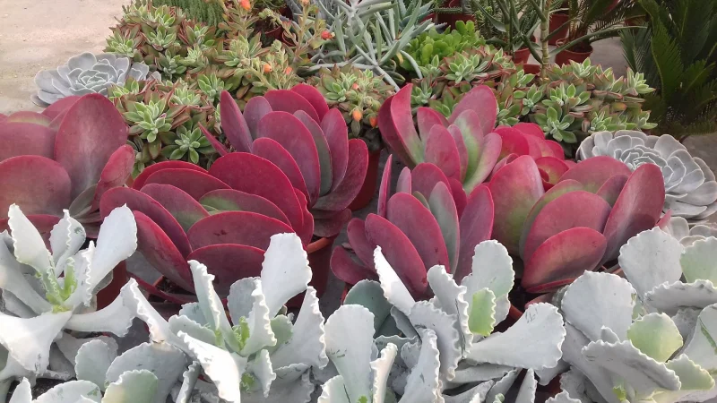 Production de plantes succulentes