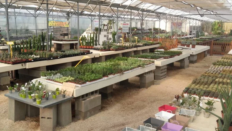 Production de cactus et plantes grasses