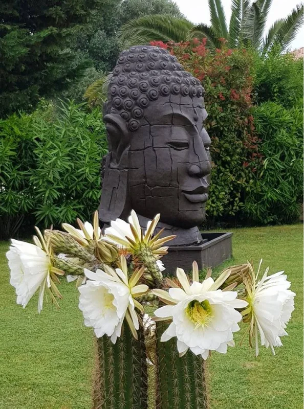 Cactus et Bouddha