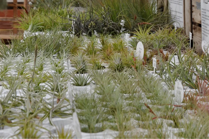 Production de Tillandsias