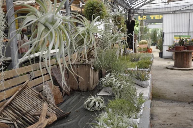 Tillandsias