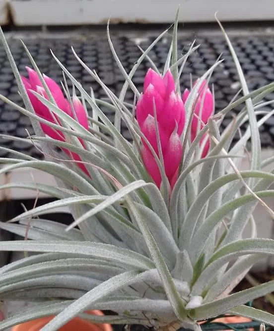Tillandsia Housten Stricta