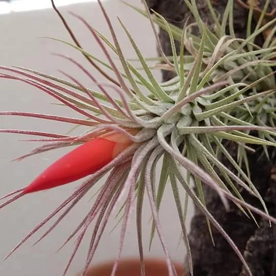 Tillandsia Funkiana