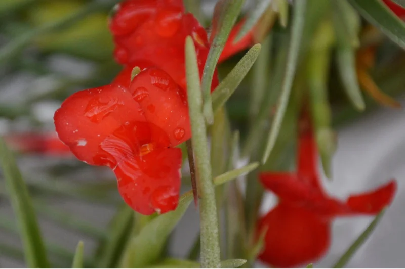 Tillandsia Albertiana