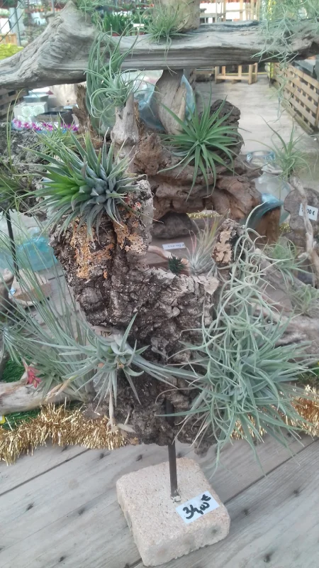 composition de tillandsias sur du liège