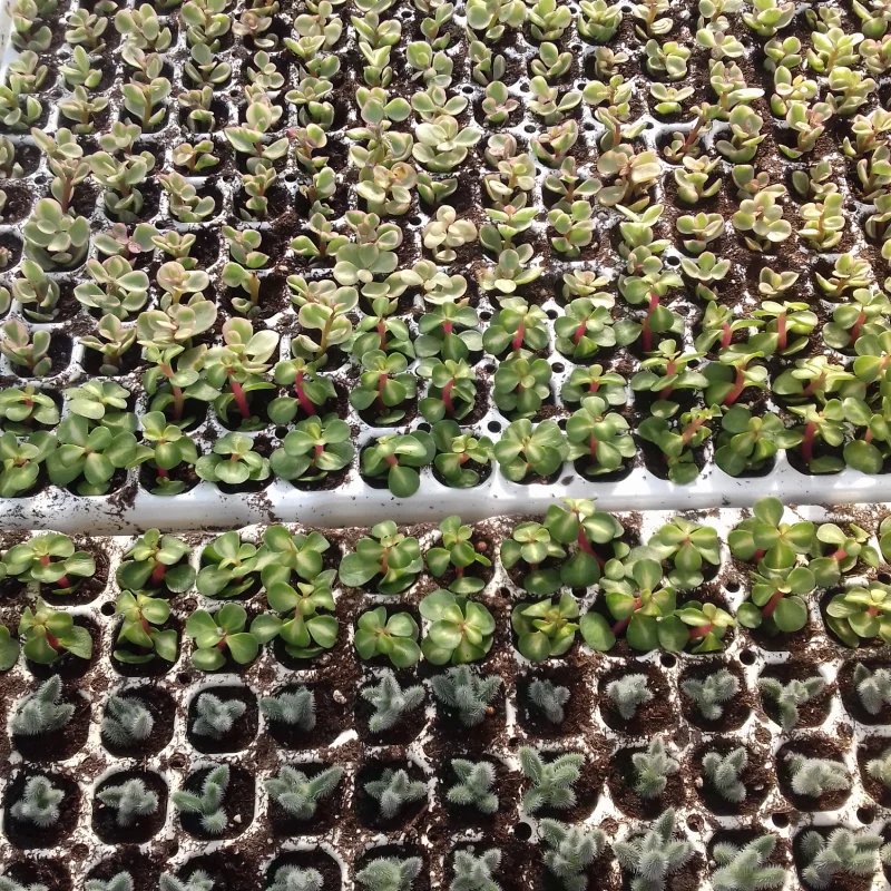 Bouturage de plantes grasses