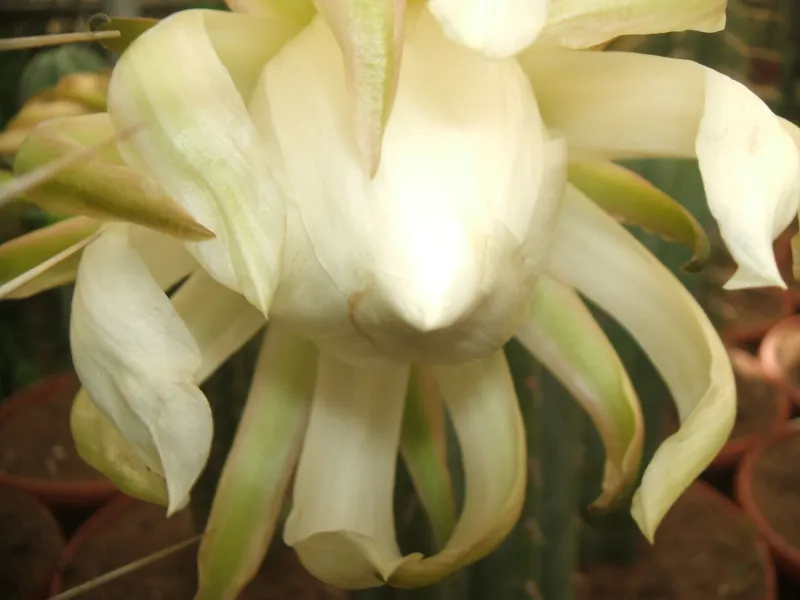 Trichocereus Macrogonus