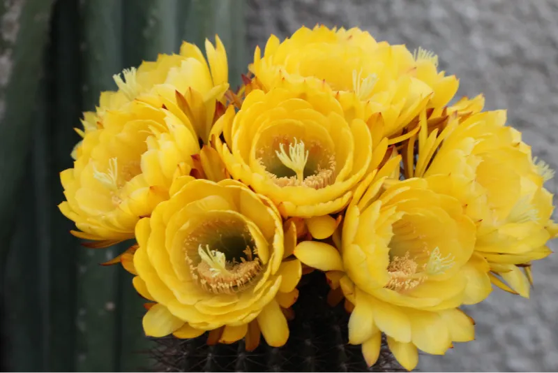 Trichocereus
