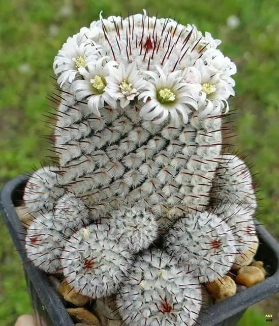 Mammilaria