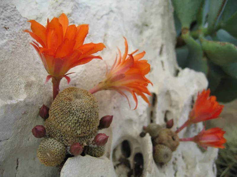 Cactus en fleur