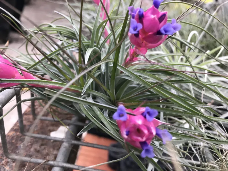 tillandsias en fleur