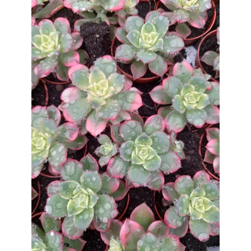 Aeonium "kiwi"