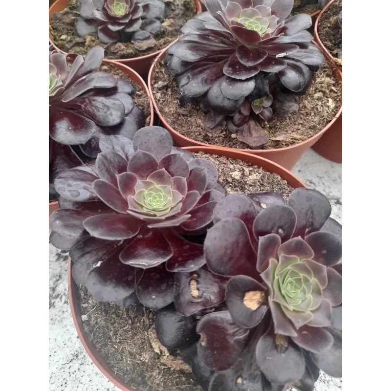 AEONIUM ARBOREUM