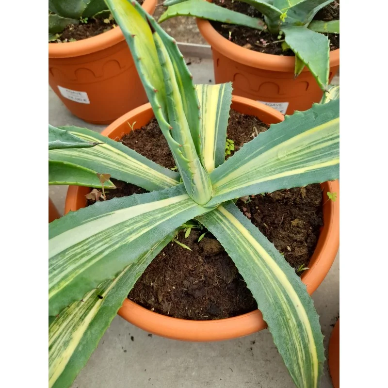 AGAVE AMERICANA VARIEGATA
