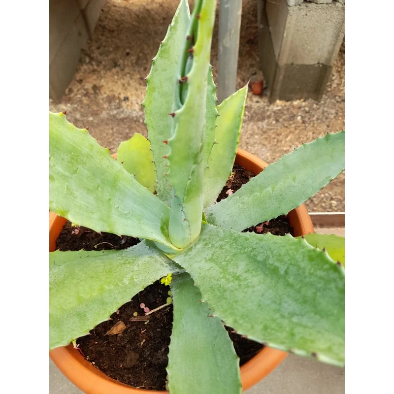 AGAVE AMERICANA