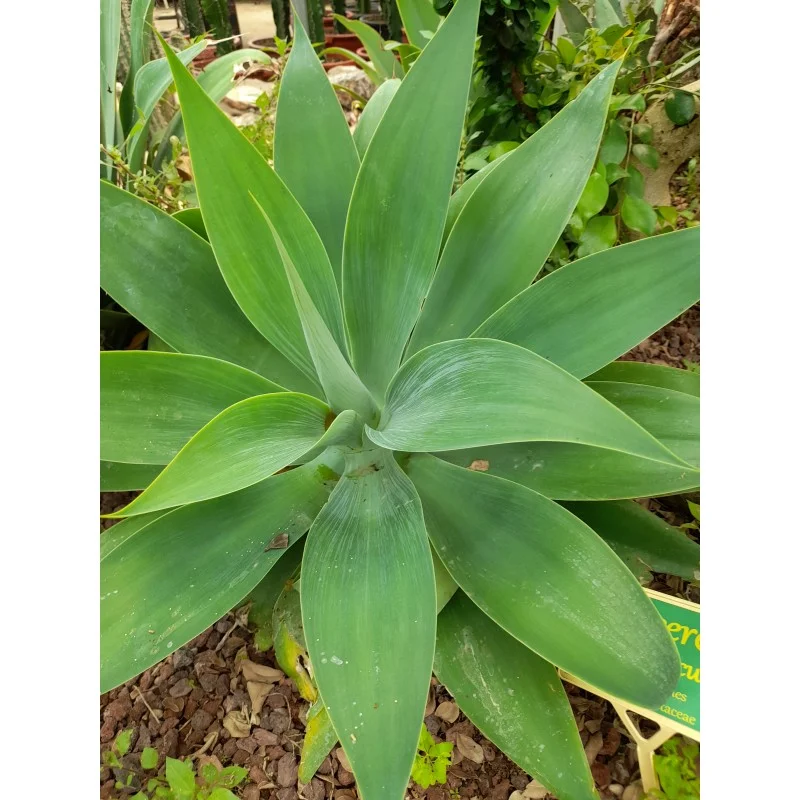 AGAVE ATTENUATA