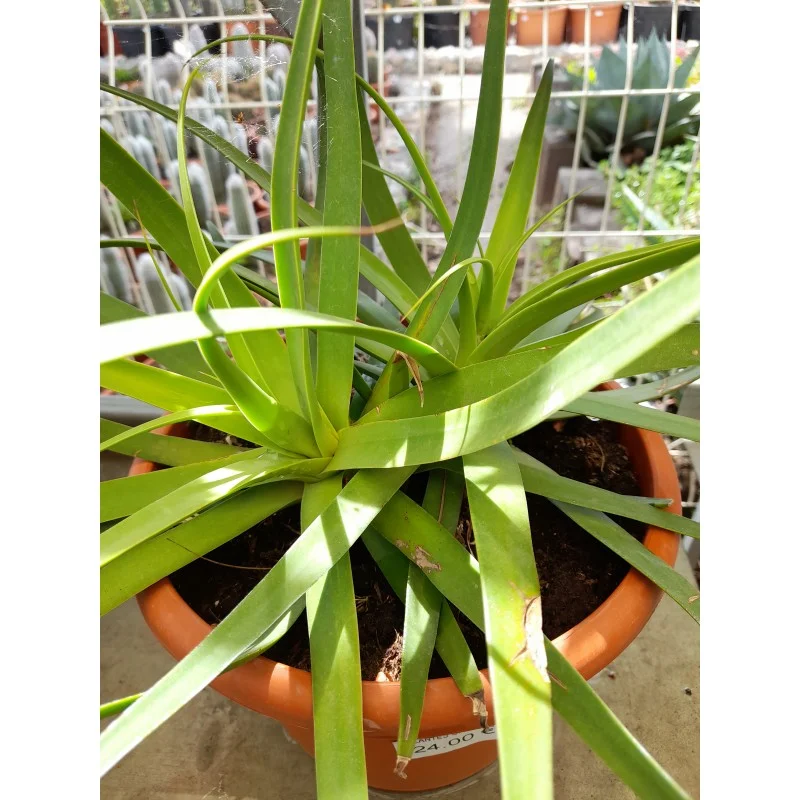 AGAVE BRACTEOSA