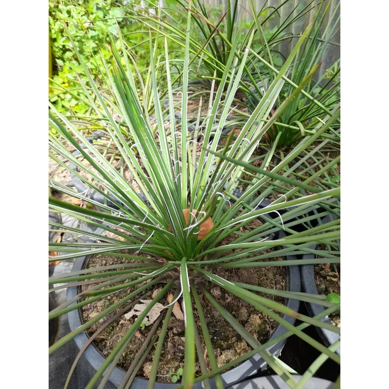 AGAVE GEMINIFLORA