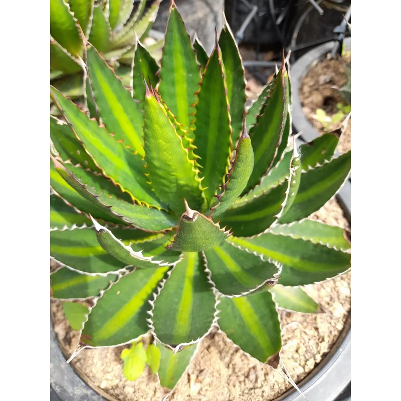 AGAVE LOPHANTA
