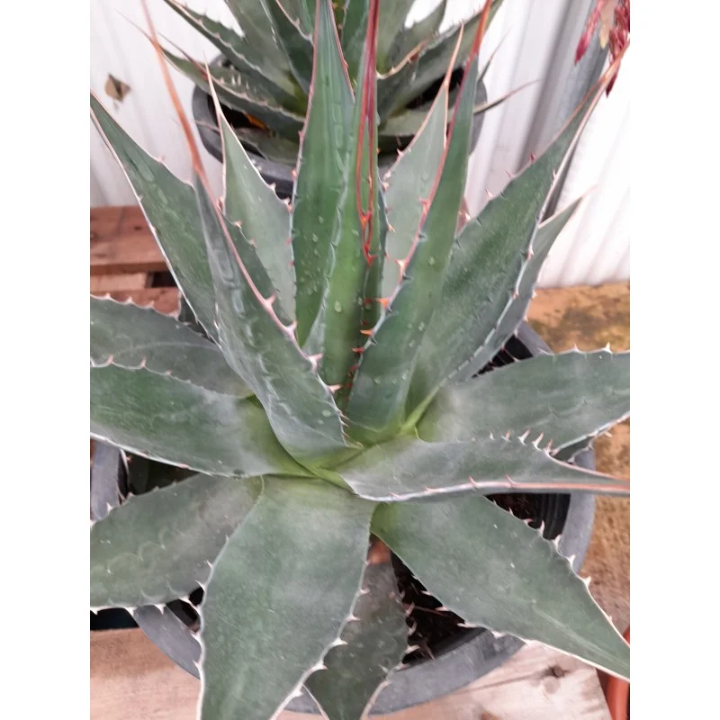 AGAVE MONTANA