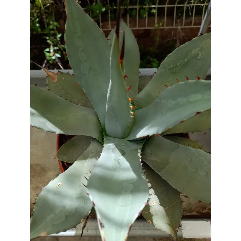 AGAVE PARRYI