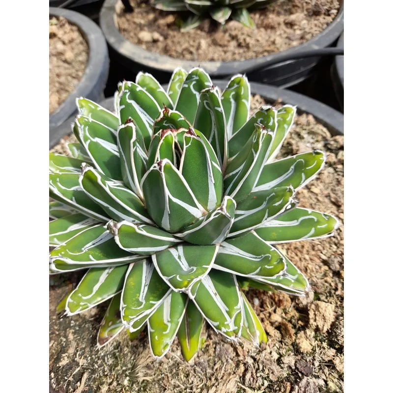 AGAVE VICTORIA REGINAE