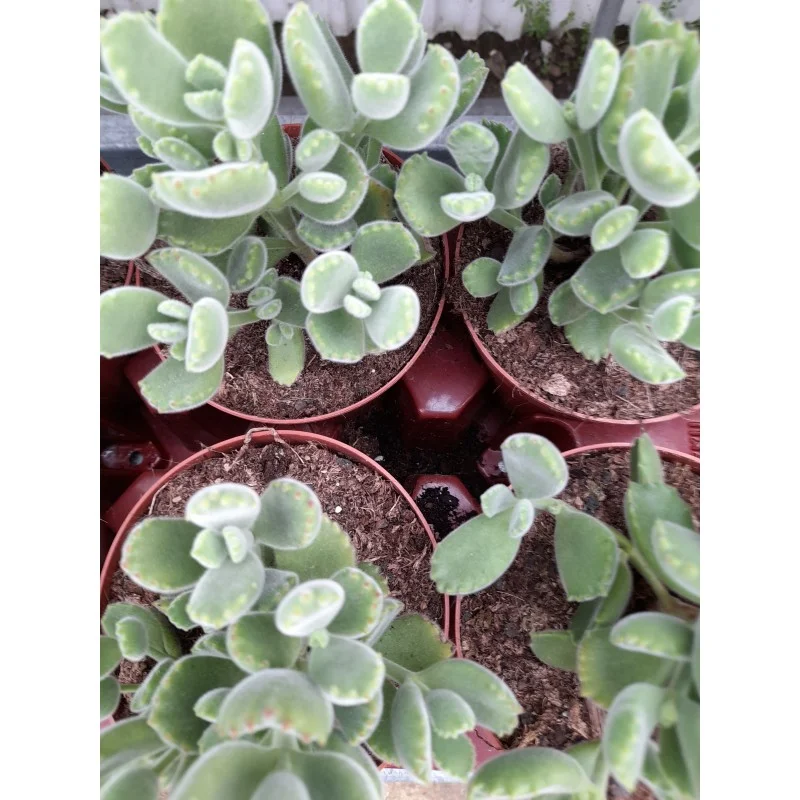 COTYLEDON TOMENTOSA