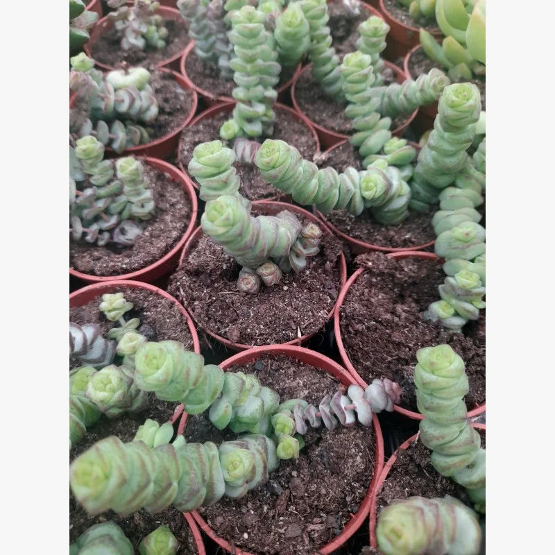 CRASSULA MARNIERA
