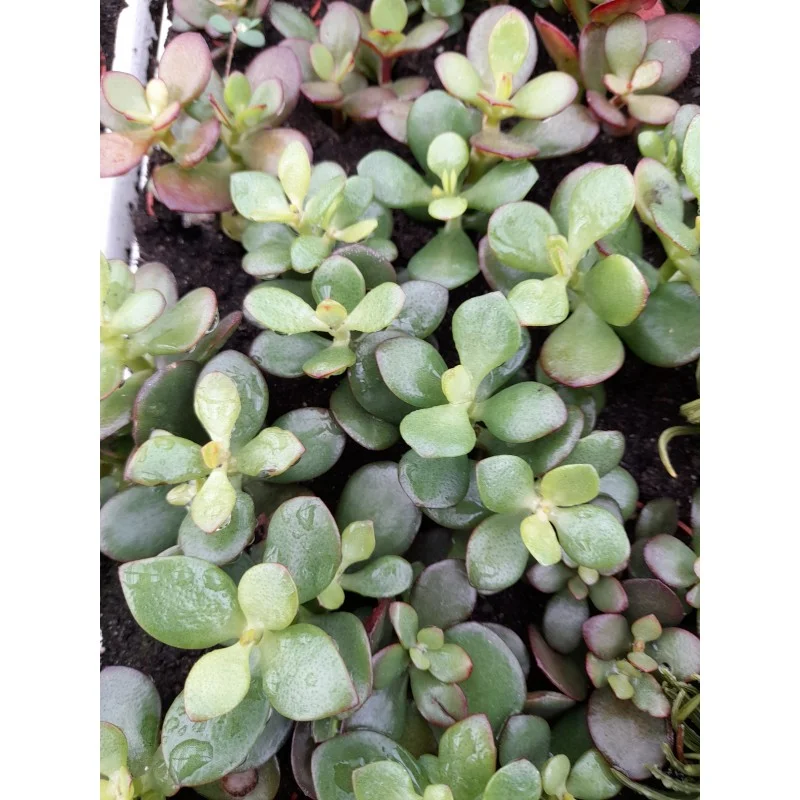 CRASSULA PORTUACEA MINOR