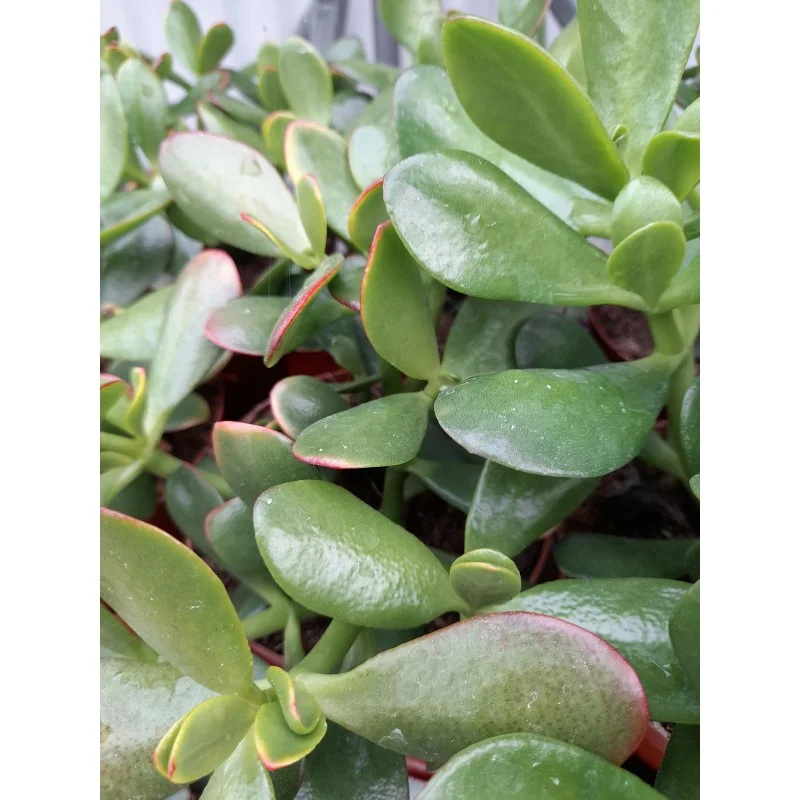CRASSULA PORTULACEA OVATA