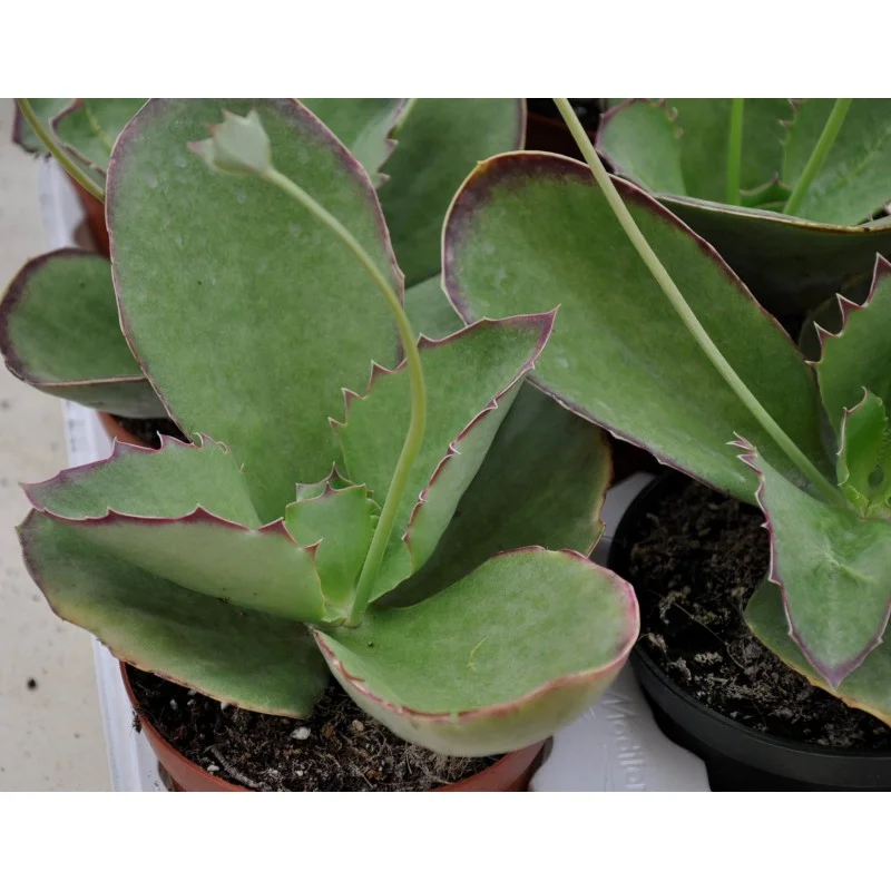 CRASSULA SYNSEPALA