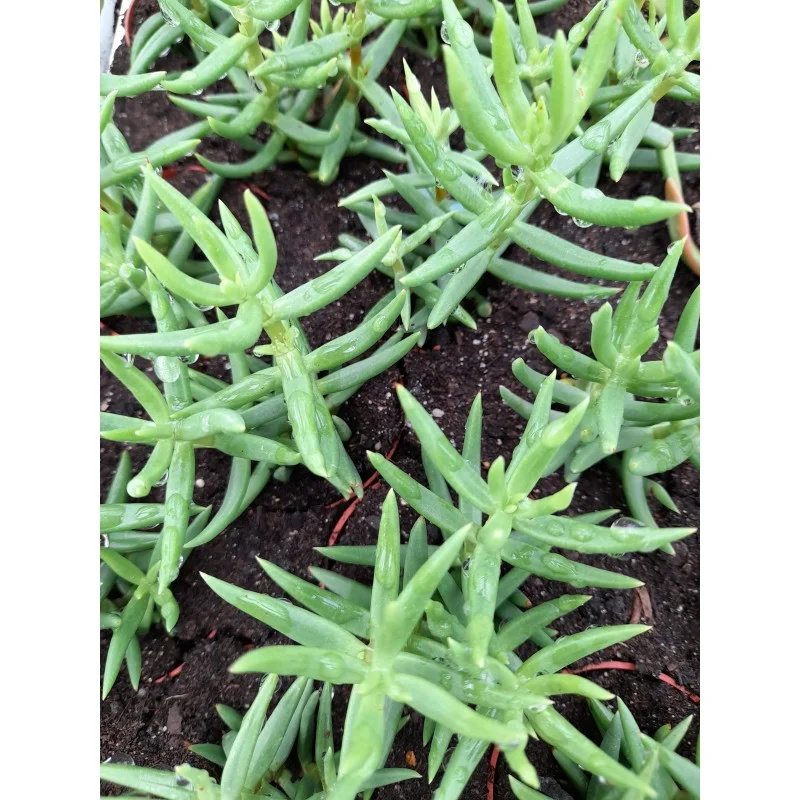 CRASSULA TETRAGONA